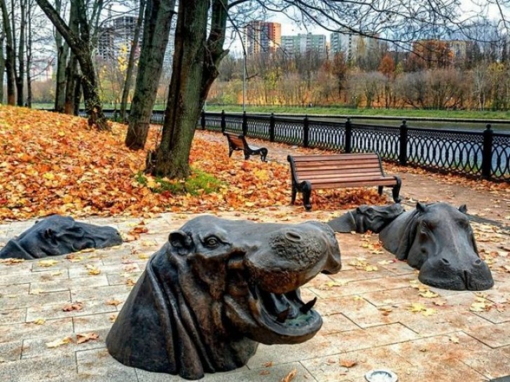 1. Des hippopotames nageant dans un parc !