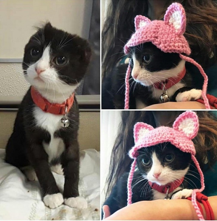 12. Questo gattino ha perso le orecchie, per questo i suoi padroni gli hanno creato delle orecchie a maglia