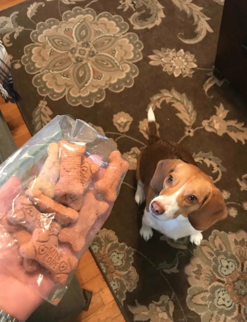 8. Il postino di questo quartiere porta con sé degli snack che dona ai cani. Per sostituirlo durante le vacanze, ha lasciato una borsa di scorta piena di biscotti.