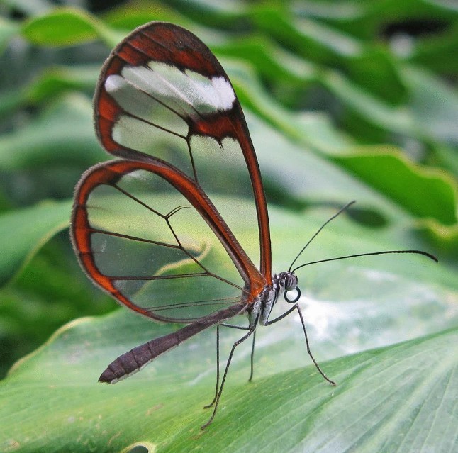 2. Un papillon aux ailes transparentes