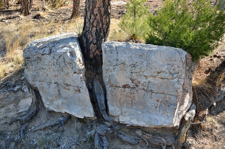 10. Un arbre cultivé dans la pierre