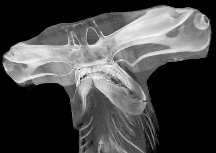 12. Radiographie de la tête d'un requin marteau
