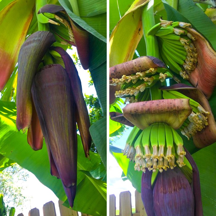 16. Desvpetites bananes poussent