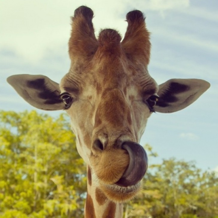 6. Les girafes ont une langue de 50 cm de long, et l'utilisent pour se nettoyer facilement le nez ou les oreilles.