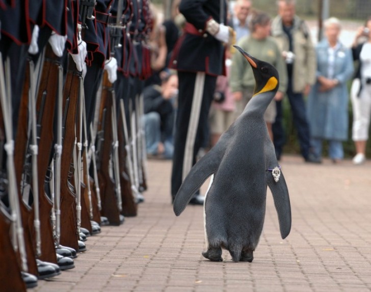 7. Un pingouin nommé Nils Olav, résidant au zoo d'Édimbourg, s'est joint à la garde du roi de Norvège en 2005 et est devenu chevalier en 2008.