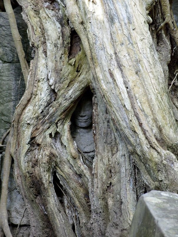 Une statue avalée par un arbre.