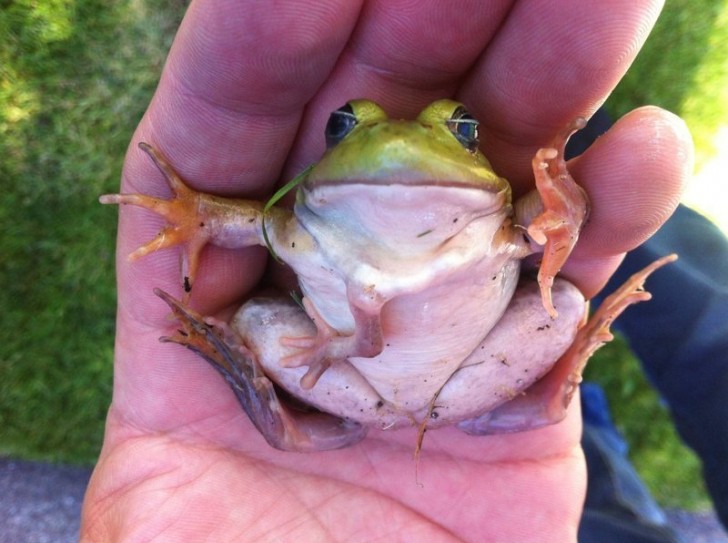 Une grenouille à trois pattes.