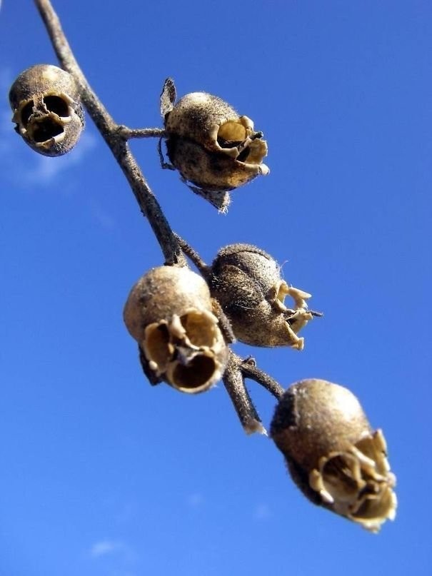 La Gueule-de-lion est une plante à fleurs en forme de crâne.