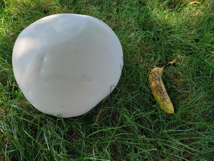 14. Après une semaine de pluie, ce "champignon" est apparu dans le jardin.