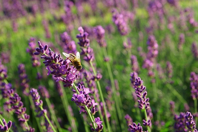 4. Spray de lavanda