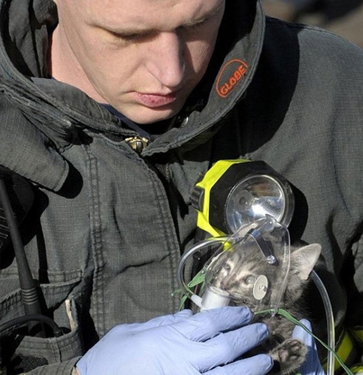 5. Der Feuerwehrmann lässt das frisch aus dem Feuer gerettete Kätzchen Sauerstoff einatmen.