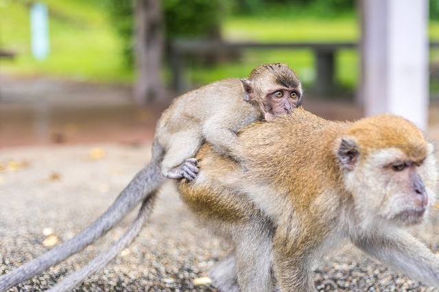 8. Les singes en Thaïlande se trouvent partout, dans les parcs, sur les plages, dans les villes... Partout !