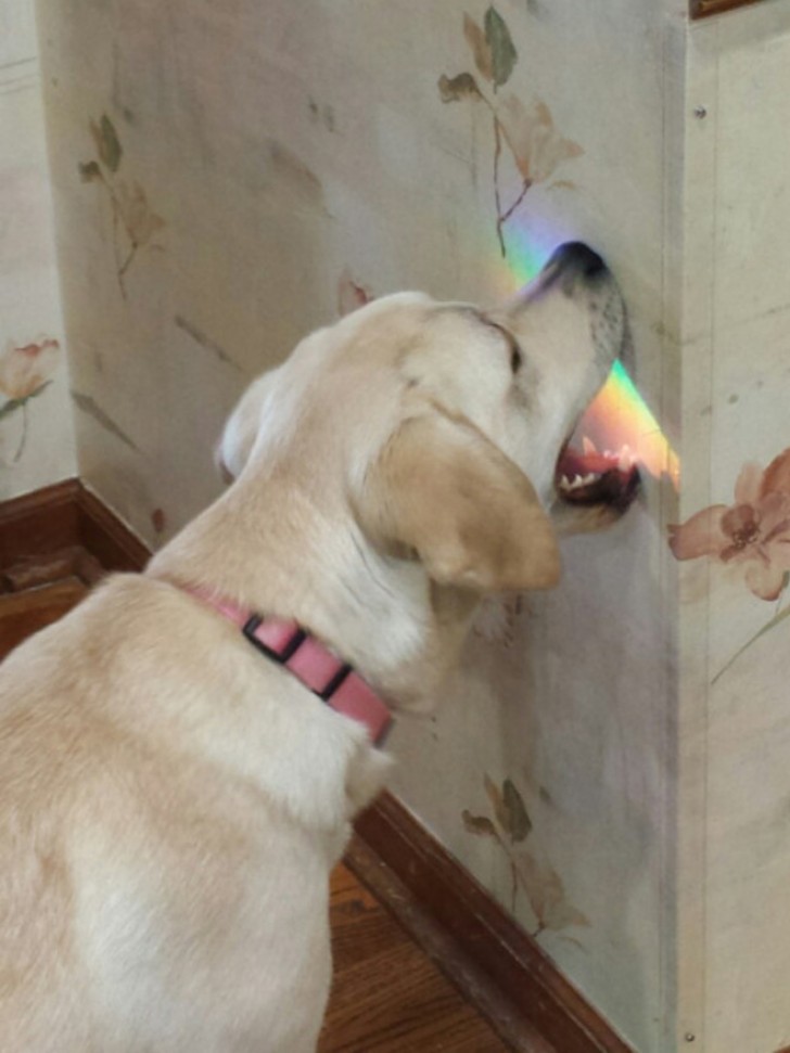 3. This dog is trying to eat a rainbow reflection!