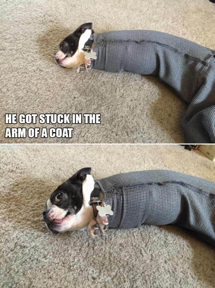 4. "He got stuck in the arm of a coat."