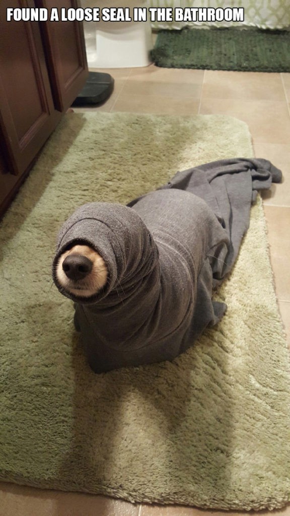 7. "He encontrado una foca en el baño"
