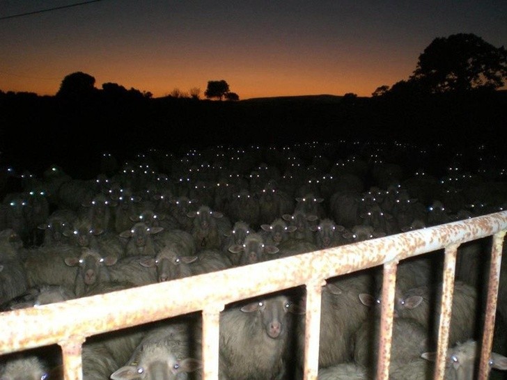1. Quando le pecore che conti per addormentarti si materializzano davanti ai tuoi occhi. 