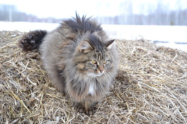 4. Le chat sibérien