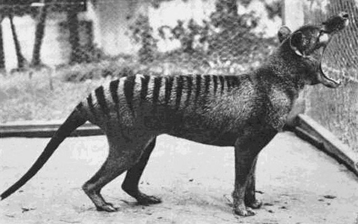 13. Una foto del Tilacino, il lupo marsupiale estinto.