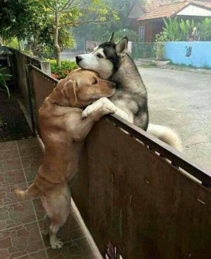 13. A fence cannot stop this kind of loyal and loving friendship!
