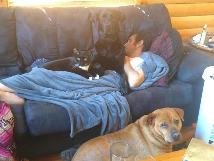 16. This guy has the flu and his four-legged friends want to help him!