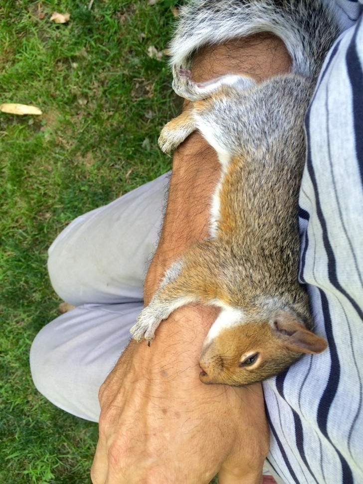 17. Un écureuil en fin de journée après avoir caché des glands toute la journée....