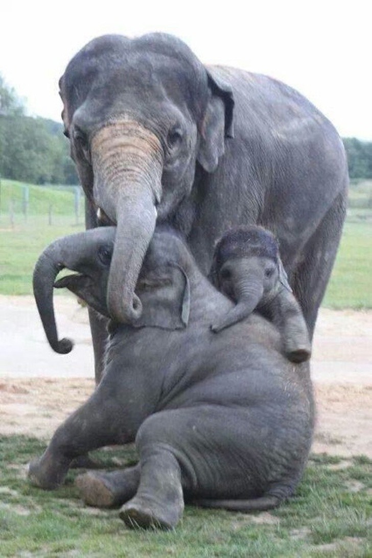 2. Raising a young elephant can be really tiring ...