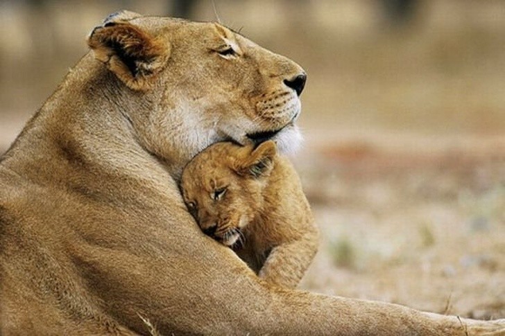 8. Questo leoncino dorme protetto tra le zampe della mamma