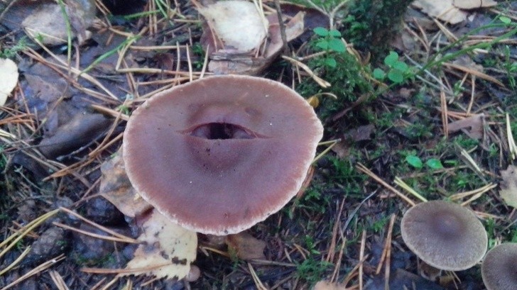 8. Un champignon qui fait de l'œil...