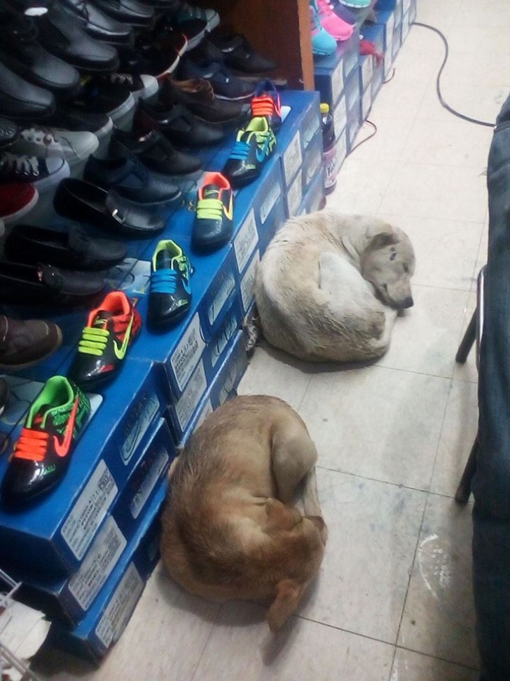 Un magasin de chaussures a ouvert ses portes aux chiens errants à la recherche d'un endroit chaud.