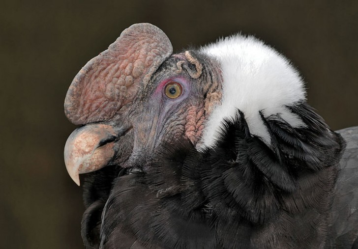 10. Condor des Andes