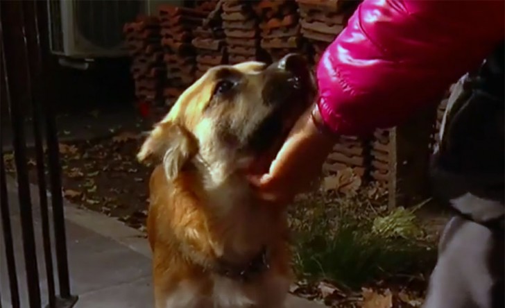 Ein Hund findet eine Tüte und zieht die Aufmerksamkeit seiner Besitzer