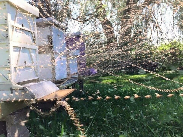 10. Eine Kamera machte wiederholte Fotos in der Nähe eines Bienenstocks: hier ist das Ergebnis.