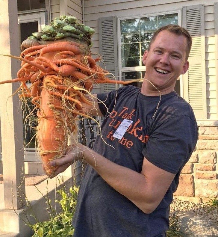 8. Eine Karotte, die fast 10 Kilo wiegt!