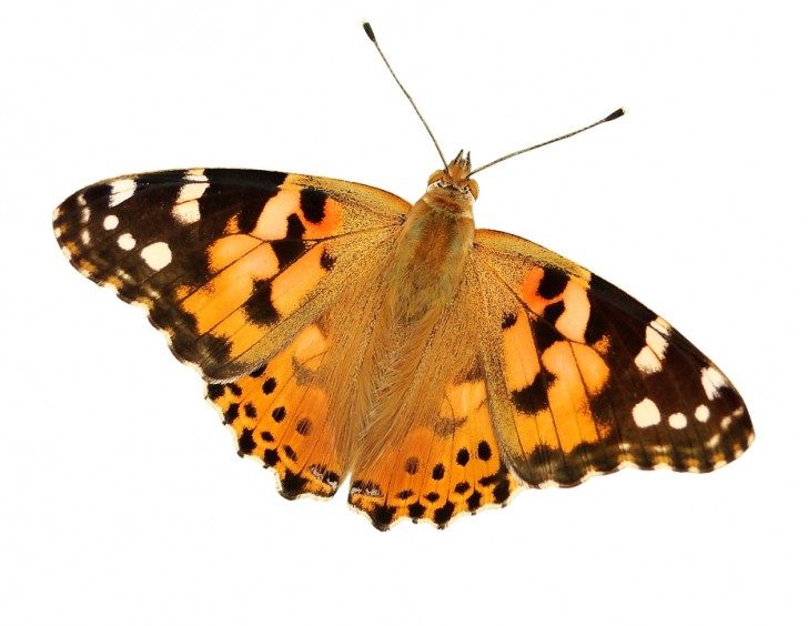 2. Schmetterling