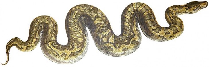 3. Serpent