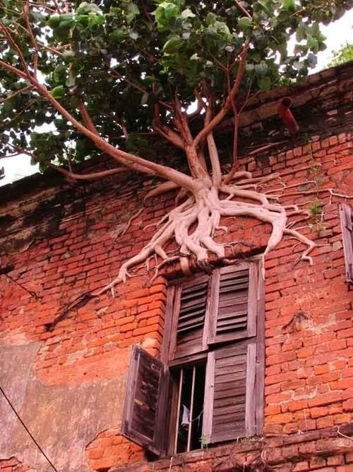 Foto 4. Ein Baum kommt aus den Ziegeln eines alten Hauses.