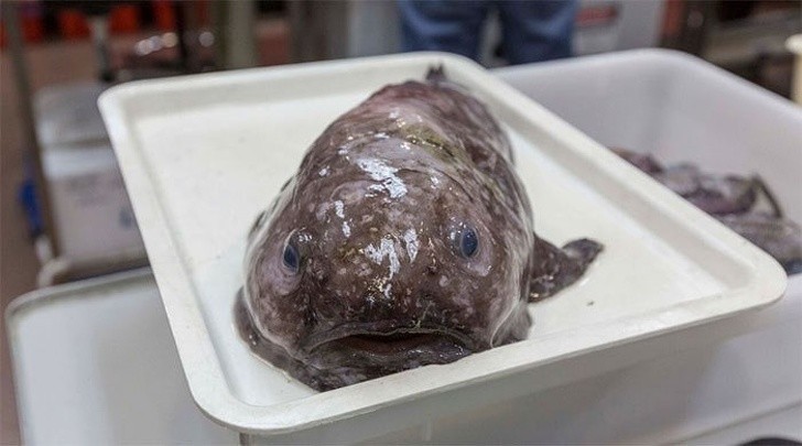 6. Blobfish