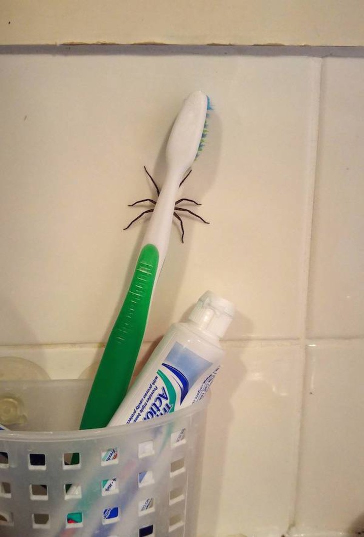 12. Il n'est pas toujours conseillé de se brosser les dents avant d'aller dormir.