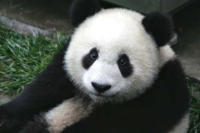 5. Panda