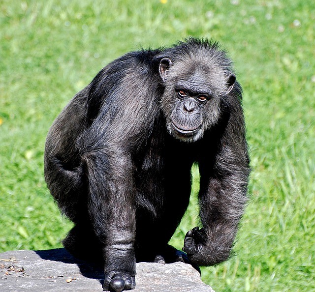 7. Schimpansen