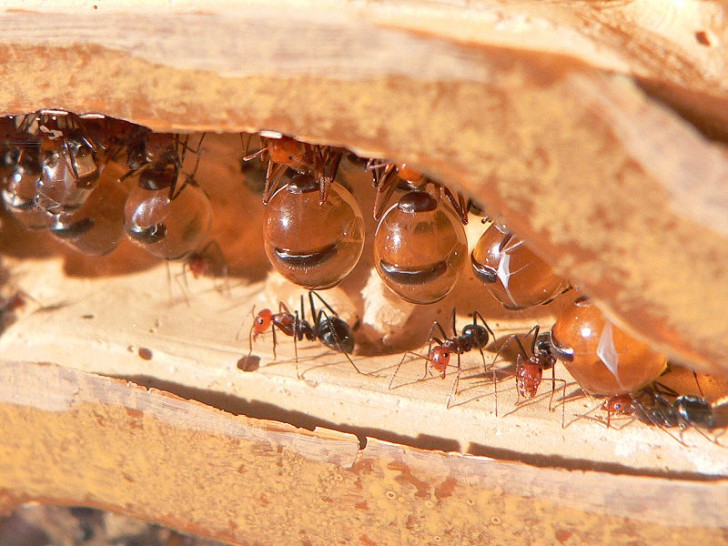 18. Les fourmis mexicaines du miel