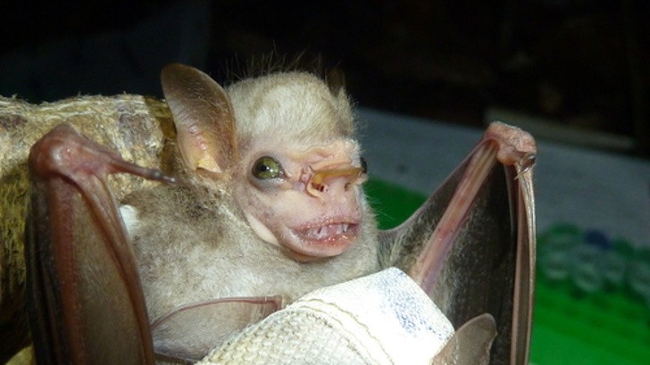 2. Il pipistrello con la visiera si trova principalmente nell'America meridionale