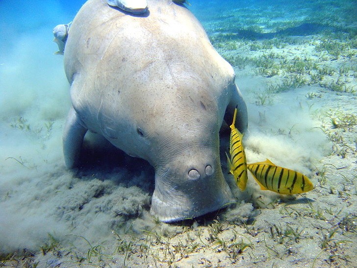 4. Il dugongo vive solamente nell'Oceano Indiano