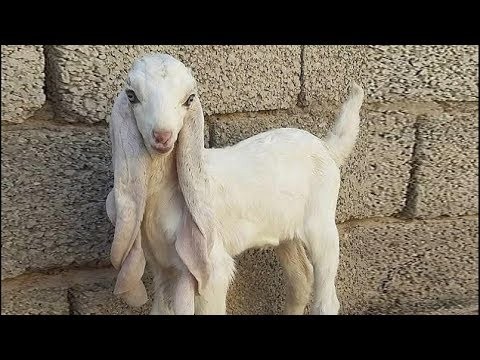 8. La chèvre de Damas