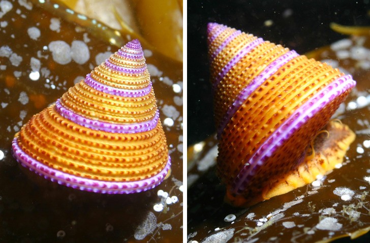 9. Le calliostoma annulatum est un escargot de mer typique de l'Alaska et de la Basse Californie.