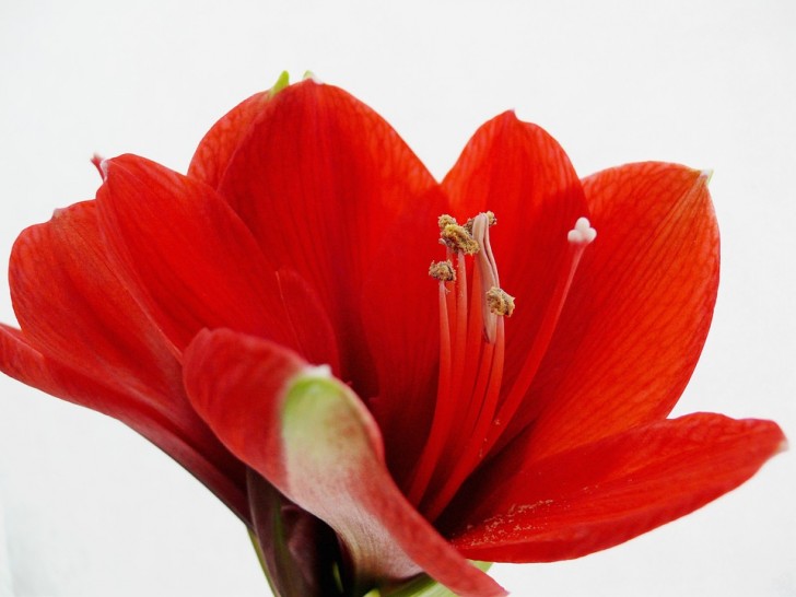  5. Amaryllis (Belladonna Lily)