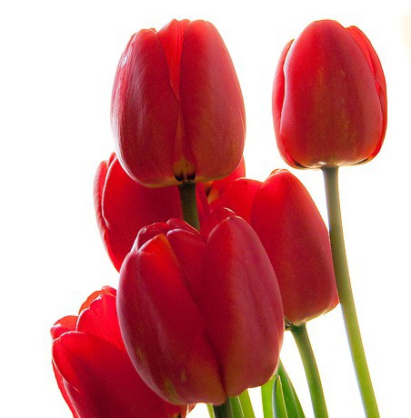  6. Tulip