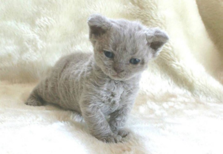 Curly cats are different from all the cats you have seen so far --- Just take a look at their fur to understand why! - 1