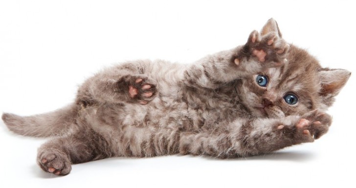 Katten met krullen zijn anders dan die je tot nu toe gezien hebt: kijk maar naar de vacht om te begrijpen waarom! - 2