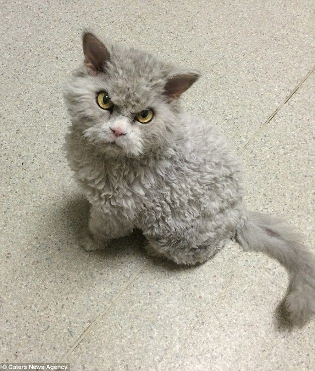 Curly cats are different from all the cats you have seen so far --- Just take a look at their fur to understand why! - 21